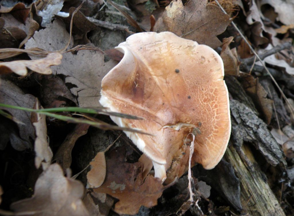 Lactarius ... senza lattice?